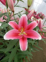 [5320 Joop VWS No01.JPG]